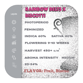 Rainbow Belts x Biscotti [fem]