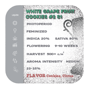 White Grapefruit Cookies S1 [fem]